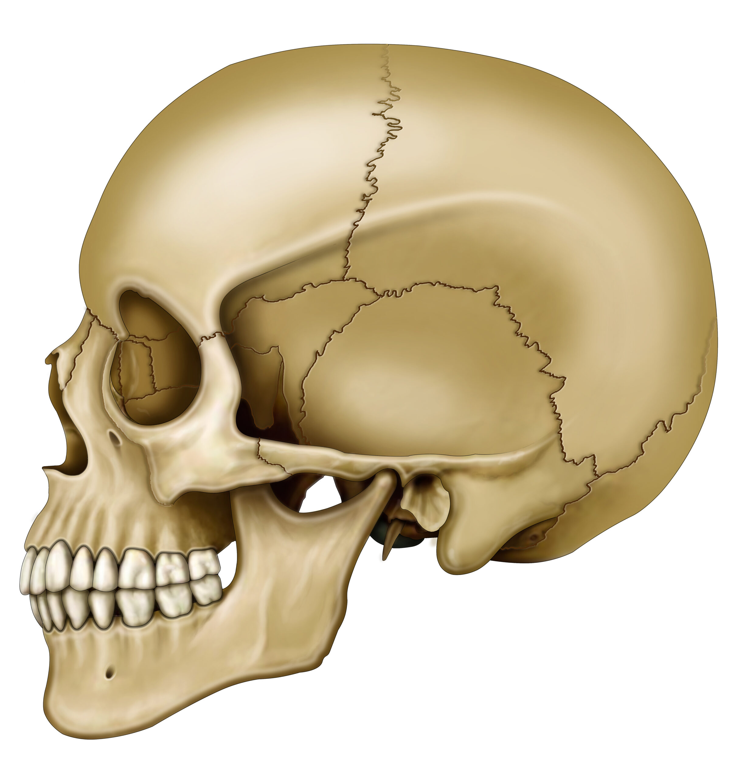 Human Anatomy and Physiology