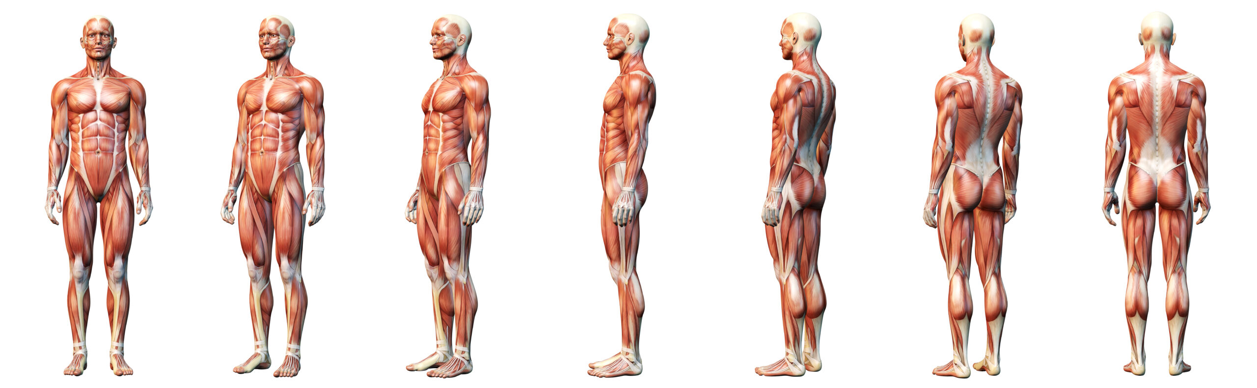 Myofascial Lines
