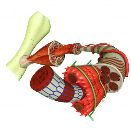 skeletilihased, funktsionaalne anatoomia, funktsionaalse anatoomia skeletilihased, funktsionaalne anatoomia, funktsionaalse anatoomia, müofastsiaalsed liinid, Lihaspõhiste situatsioonülesannete lahendamine